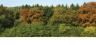 arbres