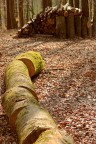 woodpile-1698336_1920