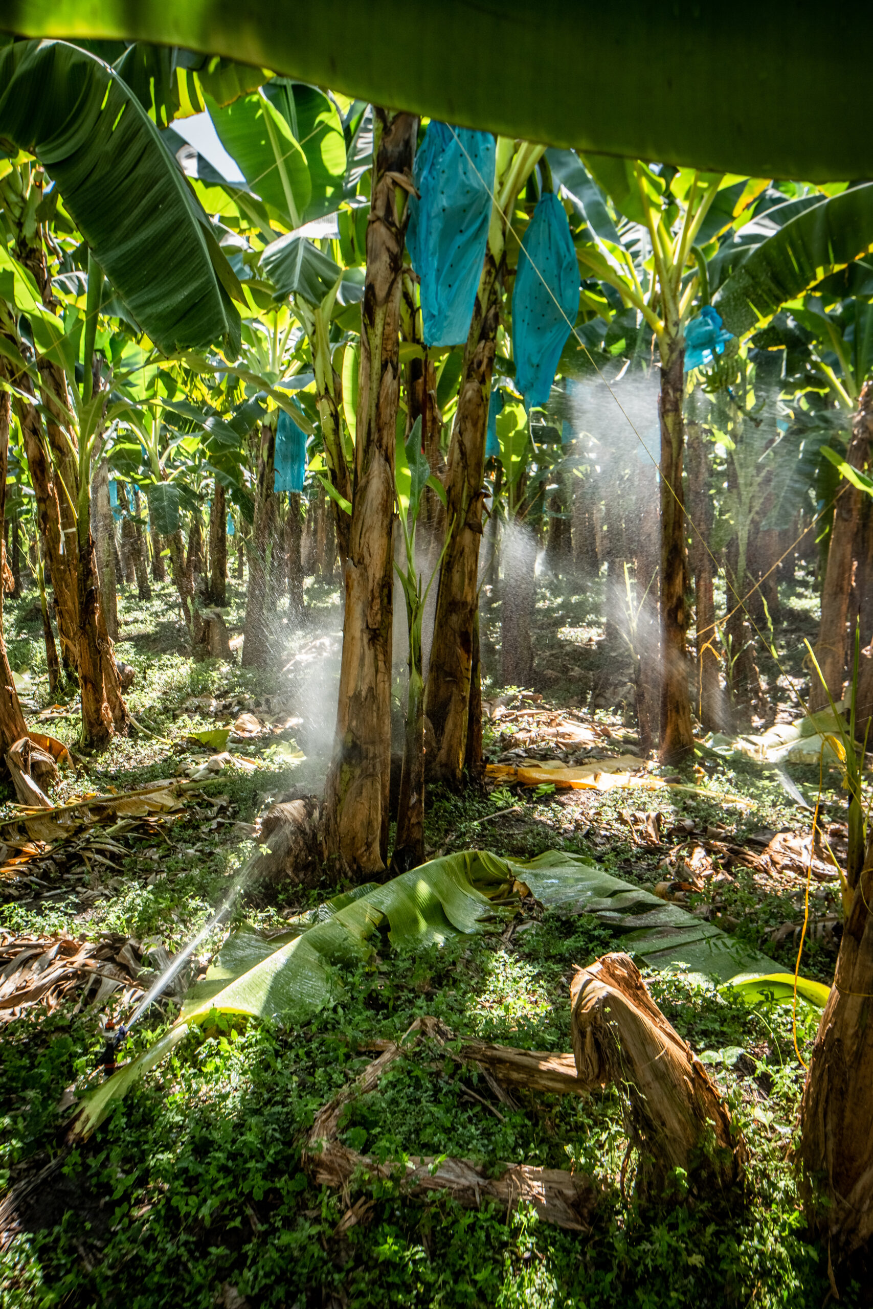 Bananenpflanze © Fairtrade Foundation