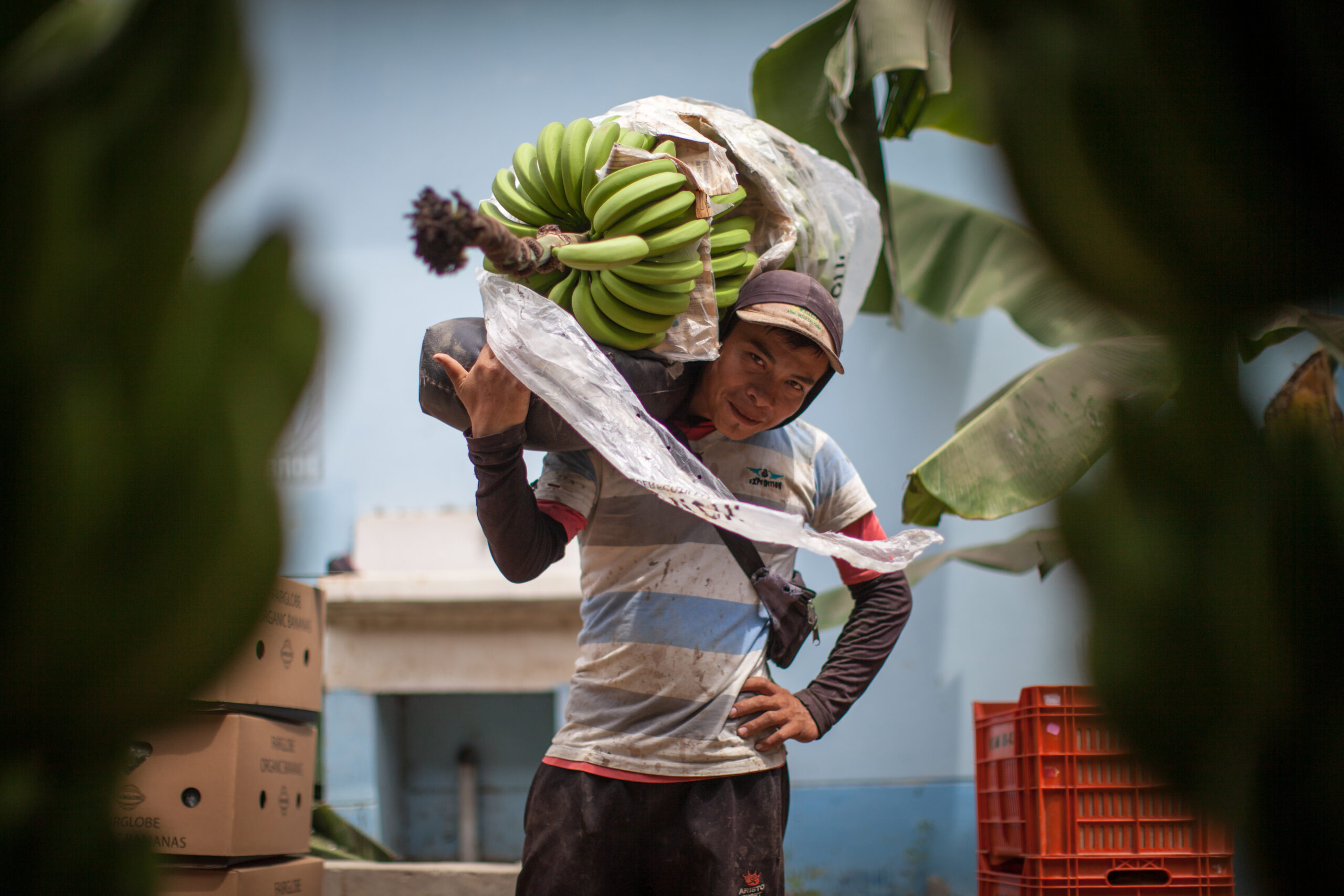 Larry Rivera, organic Fairtrade banana worker at Valle de Chira in Querecotillo.